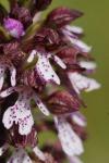 Orchis purpurea
