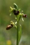 Ophrys aranifera