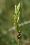 Ophrys insectifera