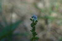 Veronica serpyllifolia