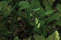 Polygonatum multiflorum