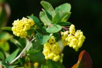 Berberis vulgaris