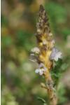Orobanche minor
