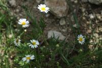 Anthemis arvensis