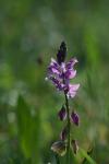 Polygala vulgaris