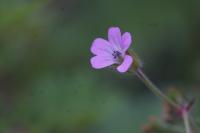 Geranium rotundifolium