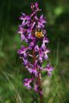 Orchis mascula