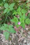 Geranium robertianum