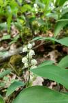 Convallaria majalis
