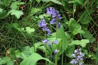 Hyacinthoides non-scripta