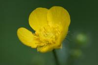 Ranunculus acris