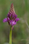 Anacamptis pyramidalis
