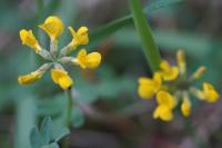Hippocrepis comosa