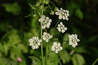 Chaerophyllum temulum
