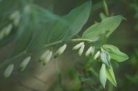 Polygonatum odoratum
