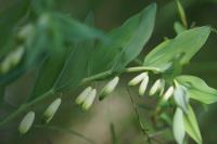 Polygonatum odoratum