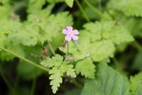 Geranium robertianum