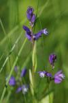 Polygala vulgaris