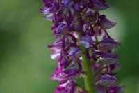 Orchis militaris