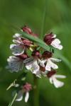 Orchis purpurea