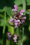 Lamium maculatum
