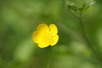 Ranunculus bulbosus