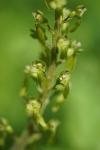Neottia ovata