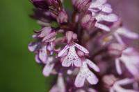 Orchis x hybrida