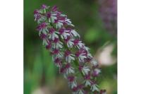 Orchis x hybrida
