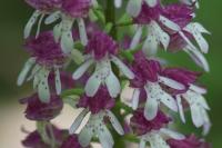 Orchis x hybrida