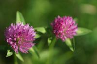 Trifolium pratense