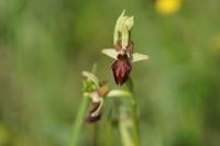 Ophrys aranifera
