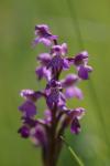 Anacamptis morio