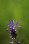 Muscari comosum