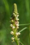 Orchis anthropophora