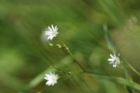 Stellaria graminea