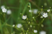 Stellaria graminea