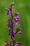 Orchis mascula