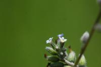 Myosotis discolor