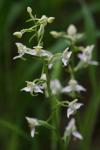 Platanthera chlorantha