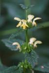 Lamium galeobdolon subsp. montanum