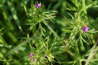 Geranium dissectum