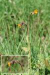 Arnica montana