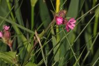 Silene dioica