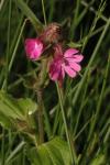 Silene dioica