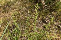 Scrophularia canina