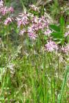 Lychnis flos-cuculi