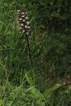 Orchis purpurea