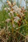Orobanche picridis-hieracioidis