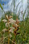 Orobanche picridis-hieracioidis